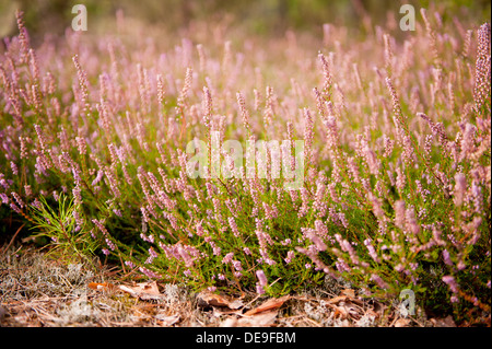 Rosa selvatica heather che fiorisce in foresta Foto Stock