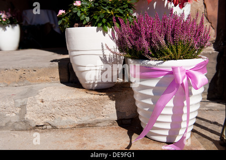 Heather o impianto ling in bianco grande vaso di fiori Foto Stock