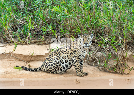 Jaguar maschile seduto sul bordo del fiume nella regione di Pantanal del Brasile Foto Stock