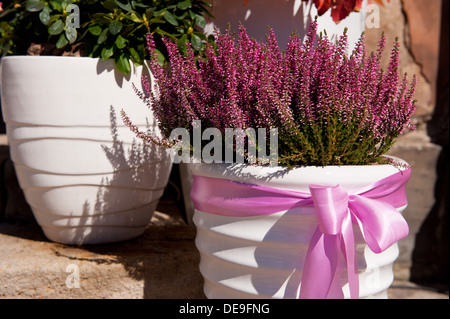 Ling crescono piante in vaso bianco con fiocco rosa Foto Stock