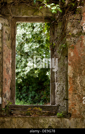 Vecchia finestra di pietra nelle rovine della chiesa a Lackagh più, Kildare, Irlanda ricoperta di edera. Foto Stock
