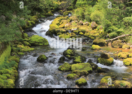 Acqua Alpina Pura Del Torrente Gljun, Sentiero Juliana, Sentiero Alpe Adria, Alpi Giulie, Bovec, Slovenia, Europa Centrale Foto Stock