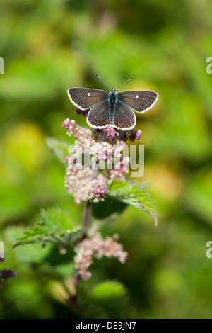 Northern brown argus butterfly (Aricia atraxrxes) REGNO UNITO Foto Stock