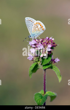 Comune di blue butterfly (Polyommatus icarus) REGNO UNITO Foto Stock