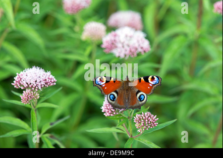 Farfalla pavone (Inachis io) REGNO UNITO Foto Stock