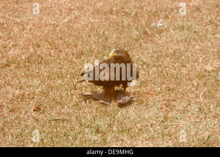 Yellow-Billed Nibbio bruno (Milvus migrans parasiticus) con il suo kill, un ratto. Uganda. Foto Stock