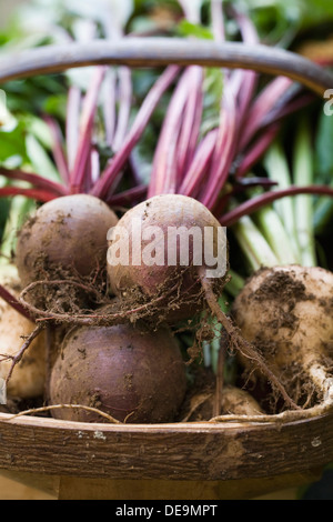 Beta vulgaris. Il bianco e il rosso barbabietole raccolte da giardino in legno trug. Foto Stock