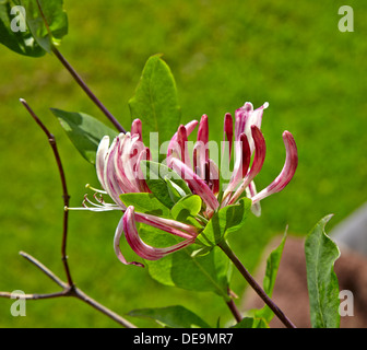 Caprifoglio in fioritura nel North Yorkshire Garden Foto Stock