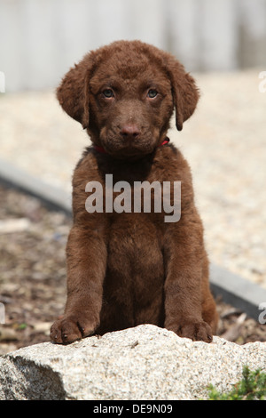 Chesapeake Bay Retriever cucciolo seduto e guardando a voi Foto Stock