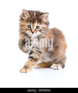 Curili Bobtail tartaruga umettare la colorazione di gatto con zampa fino Foto Stock