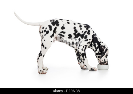 Cane dalmata vista laterale di mangiare dalla ciotola isolato su bianco Foto Stock