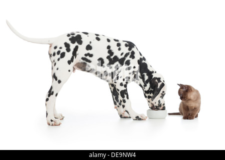 Cane dalmata di mangiare dalla ciotola e gattino seduto vicino su bianco Foto Stock