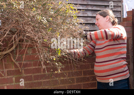 Donna incinta nel suo terzo trimestre potando gelsomino invernale Foto Stock