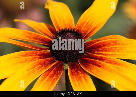 Close up di giallo dorato echinacea Foto Stock