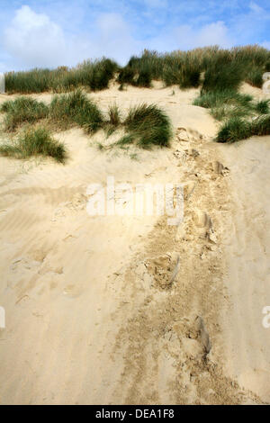 Campanatura, East Sussex, Regno Unito . Xiii Sep, 2013. La spiaggia e la famosa Dune di sabbia a Camber Sands, nr segale, East Sussex. Durante l'estate stelle di Hollywood compreso George Clooney e Matt Damon sono state riprese il loro nuovo WW2 film 'Monuments uomini' sulla posizione su queste dune. © KEITH MAYHEW/Alamy Live News Foto Stock