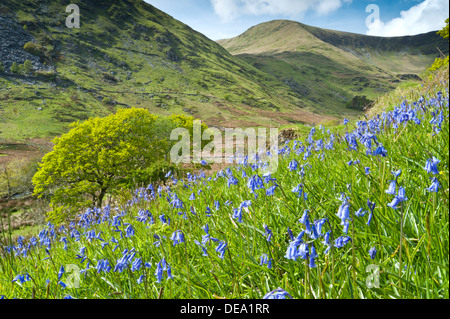 In Bluebells Cwm Pennant, Parco Nazionale di Snowdonia, Gwynedd, Galles del Nord, Regno Unito Foto Stock