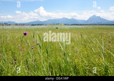 Lago Hopfensee nell'Allgaeu (Baviera, Germania) Foto Stock