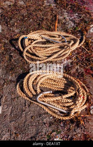 Blunt gaff( s) utilizzati per la caccia tradizionale di balene pilota (Globicephala melas) nelle isole Faerøer Foto Stock