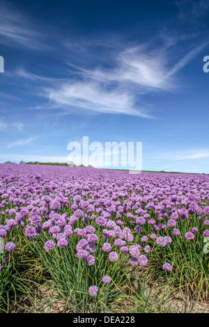 Lussureggiante fioritura di erba cipollina area campo vicino Arsdale su Bornholm, Danimarca Foto Stock