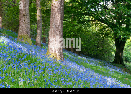 Bluebells nel bosco in prossimità di Beddgelert, Snowdonia National Park, North Wales, Regno Unito Foto Stock