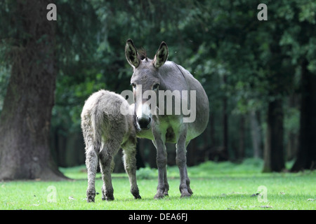 Donkey suckles i suoi giovani, Germania Foto Stock