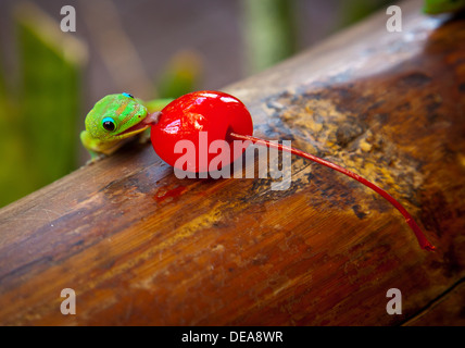 Un brillante polvere d oro giorno gecko (Phelsuma laticauda) si alimenta di una ciliegia seduti su un pezzo di bambù. Foto Stock