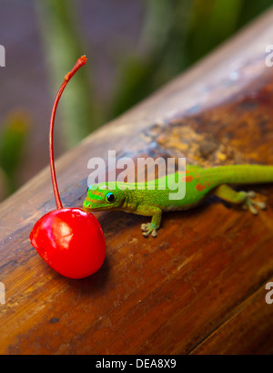 Un brillante polvere d oro giorno gecko (Phelsuma laticauda) si alimenta di una ciliegia seduti su un pezzo di bambù. Foto Stock