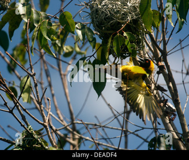 Maschio di Tessitore a testa nera (Ploceus cucullatus, bohndorffi) entrante è il nido, vicino a Entebbe, Uganda Foto Stock