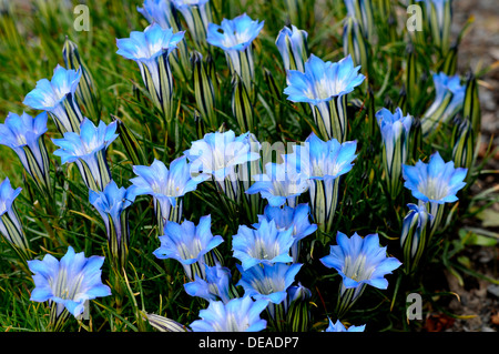 L'azzurro fiori di Gentiana sino-ornata Foto Stock