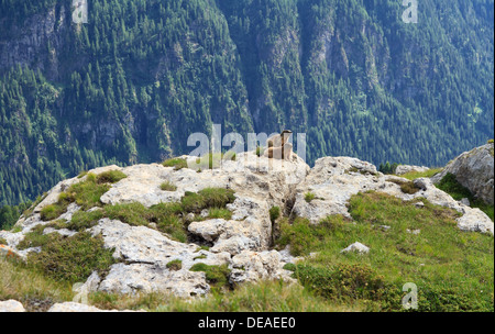 Due marmotte stand sulle rocce della valle alpina Foto Stock