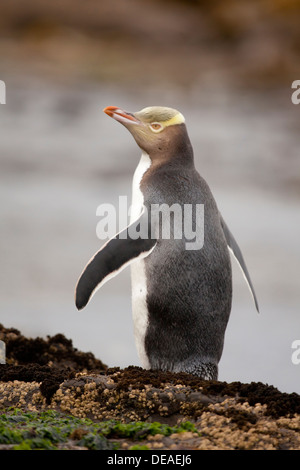 Giallo-eyed Penguin - Megadyptes antipodes - o Hoiho, Curio bay, Isola del Sud, Nuova Zelanda Foto Stock