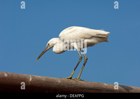 Pacific Reef Heron (Egretta sacra), colore brillante morph, Sharjah Emirati Arabi Uniti, Medio Oriente Foto Stock