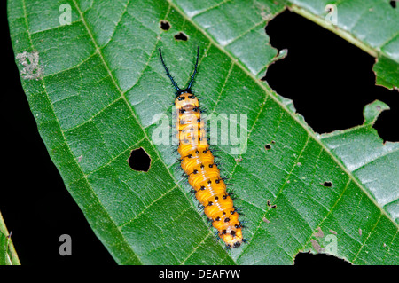 Gulf Fritillary o passione Butterfly (Agraulis vanillae), Caterpillar, Tiputini rain forest, Yasuni National Park, Ecuador Foto Stock