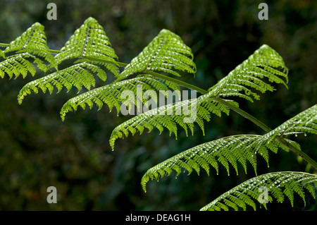 Fern frond, Tandayapa regione andina, cloud forest, Ecuador, Sud America Foto Stock