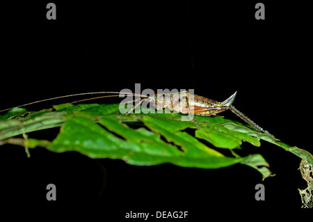 Boccola femmina-cricket (Tettigoniidae spec.) con un ovipositor, Tiputini foresta pluviale, Yasuni National Park, Ecuador, Sud America Foto Stock