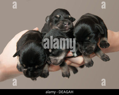 Quattro piccoli cuccioli di armi Foto Stock