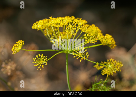 Infiorescenza di aneto (Anethum graveolens) Foto Stock