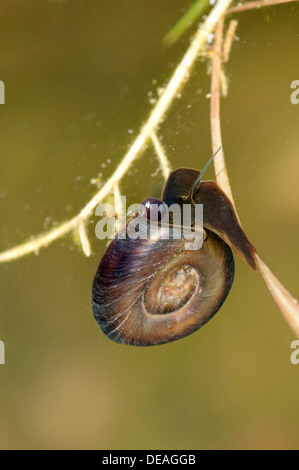 Grande Ramshorn lumaca (Planorbarius corneus), con un tubo-come organo visibile sul lato sinistro della testa, sifone, al filtro Foto Stock