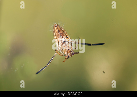 Comune (Backswimmer Notonecta glauca), lato ventrale Foto Stock