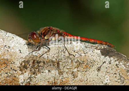 Ruddy Darter (Sympetrum sanguineum), maschio, Europa, Svizzera Foto Stock
