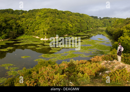 Vista di Bosherston Lilly stagni a Stackpole nel Galles Occidentale. Foto Stock