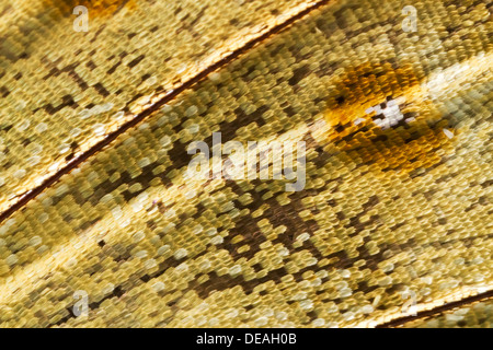 Scale di un'ala di farfalla del meandro Prepona (Archaeoprepona meandro), la parte inferiore di un'anta, Tambopata, Perù Foto Stock