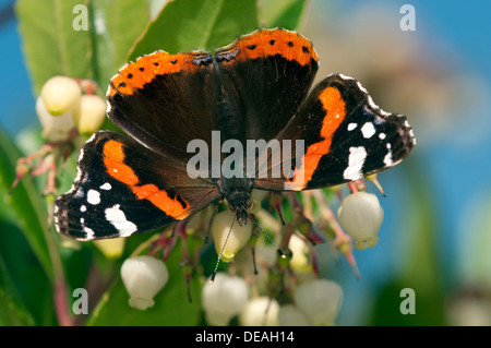 Red Admiral butterfly (Vanessa Atalanta), femmina, Ginevra, il Cantone di Ginevra, Svizzera Foto Stock