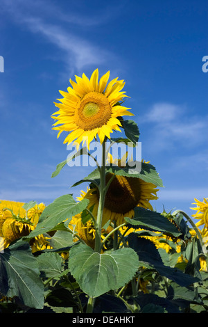 Campo di girasole, comune girasole (Helianthus annuus) Foto Stock