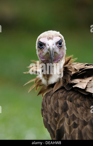 Ritratto di incappucciati avvoltoio, Necrosyrtes monachus. Adulto. Foto Stock