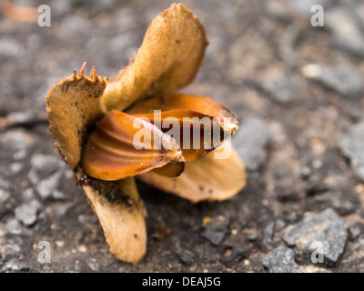 Sweet Chestnut semi sul terreno Foto Stock
