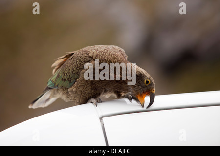 Kea - Nestor notabilis - mordere un auto, Isola del Sud, Nuova Zelanda Foto Stock