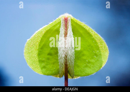 Legno-sorrel, irlandese shamrock, legno aspro, Stickwort, Fairy campane, Stubwort, aspro, trifoglio legno comune Sorrel, cuculo pane Foto Stock