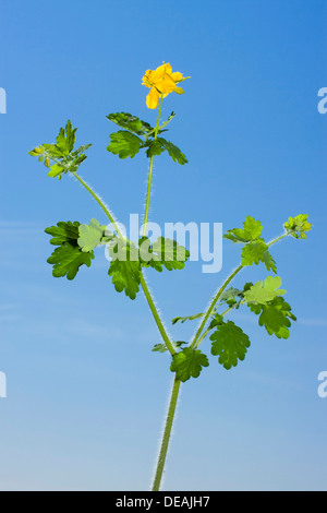 Maggiore Celandine, Celandine, Rock-papavero, grande Celandine, maggiore Celadine, Nipplewort, Swallowwort, Celandine papavero Foto Stock