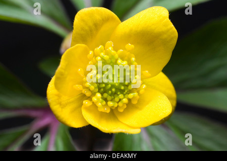 Giallo Anemone di bosco, giallo legno Anemone, Buttercup Anemone, giallo Thimble-Weed Woodland, giallo (Anemone Anemonoides Foto Stock